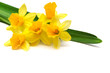narcissus narcissus