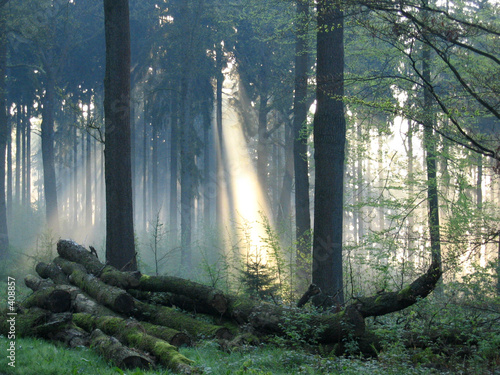 wald mit sonnenstrahl wald mit sonnenstrahl