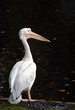 pelican