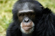 animal - chimpanzee (pan troglodyte)