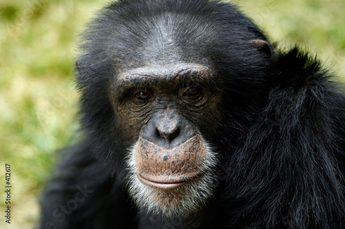 Photo: animal - chimpanzee (pan troglodyte) animal - chimpanzee (pan troglodyte)