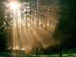 der morgennebel