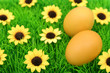 easter eggs on grass