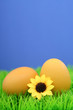 easter eggs on grass