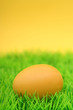 easter egg on grass