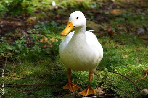canard blanc