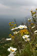 wild mountain flowers