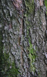 wood. texture - 70 wood. texture - 70