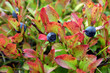 Foto: myrtilles myrtilles