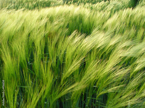 gerste im wind