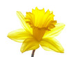 yellow easter daffodil yellow easter daffodil