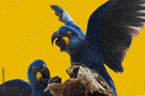 Photo: wild blue hyacinth macaw, pantanal, brazil wild blue hyacinth macaw, pantanal, brazil