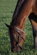 grazing horse