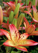 lilys