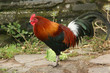 cockerel cockerel