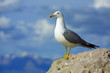 lone seagull against blue sky