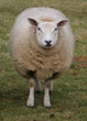 solo sheep