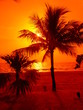palm sunset ii