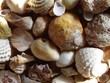 group of seashells