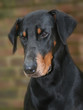 portrait of a dobermann