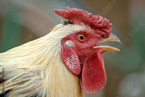 coq