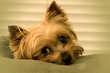 sleepy yorkie sleepy yorkie