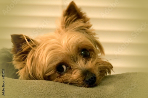 sleepy yorkie