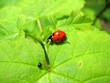 Photo en ligne au meilleur prix ladybird