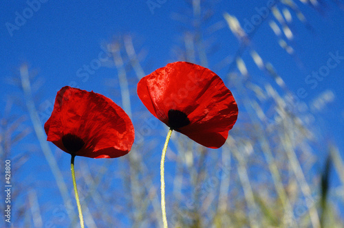coquelicot1