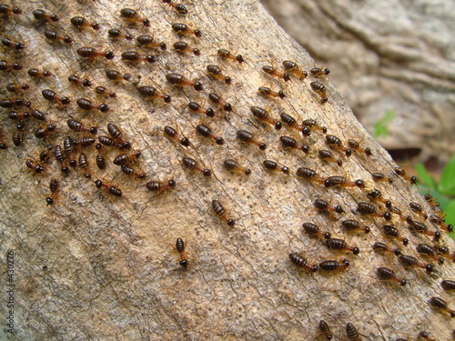 termites