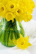 daffodils