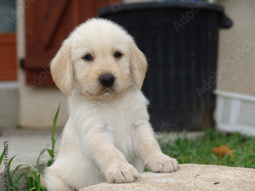chiot