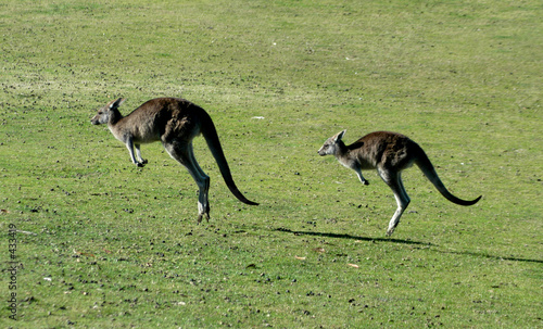 kangaroos jumping