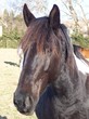 cheval