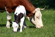 kuh mit kalb