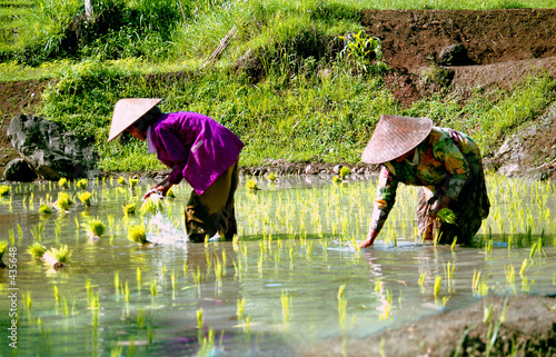 plantation de riz en indonésie