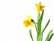daffodils on white