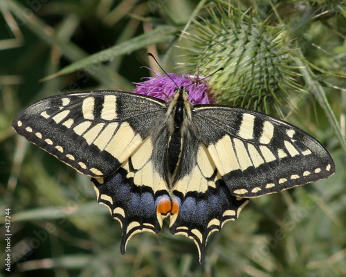 le papillon 04