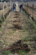 taille de la vigne