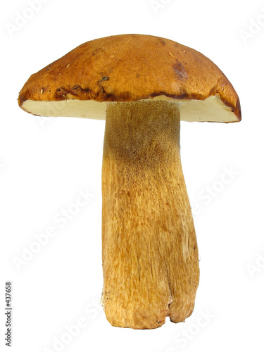boletus edulis