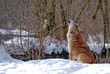 einsamer wolf