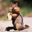 western chipmunk
