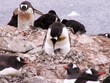 manchots papous: eclosion