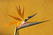 bird of paradise