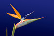 bird of paradise 2