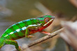 wild chameleon walking, madagascar