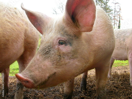 cochon - 01