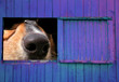 barn window view