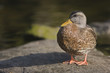 round duck