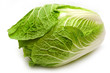 lettuce